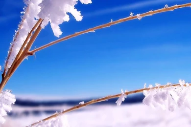 Winter Scene iPad 1 & 2 Wallpapers