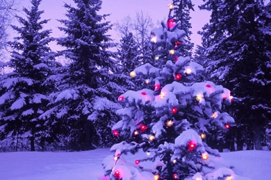 Download Wallpapers 2048x2048 Wood, New Year, Christmas, Fur tree ...