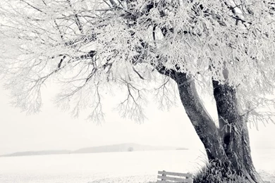 Snow Winter Scene iPad 1 & 2 Wallpapers