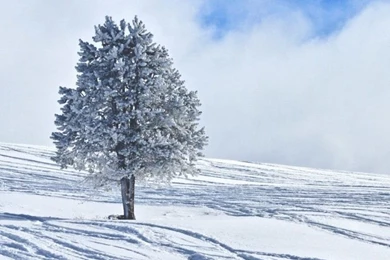 768x1024 Winter Snowy Tree Ipad Wallpapers
