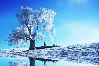 iPad WOD: Snow covered Tree