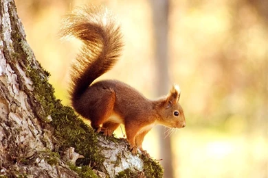 Right Before Winter iPad Air Wallpapers Download