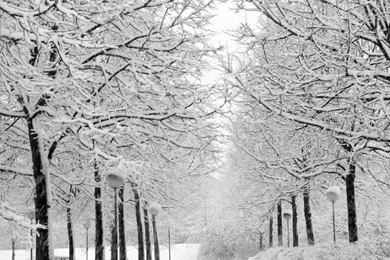 Winter In The Park Black And White HD Desktop Wallpapers : High ...