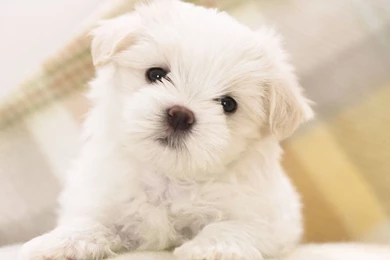 Maltese Puppy Wallpapers   Animal Wallpapers