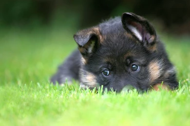 German Shepherd Puppy Free Wallpapers 5023 Hd Wallpapers