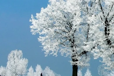 White Tree   Winter HD Desktop Wallpapers : Widescreen : High ...