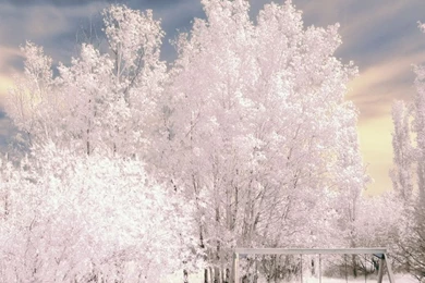 Download Wallpapers 1024x1024 Trees, Snow, Winter, Hoarfrost, Swing ...