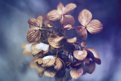 Winter iPad Wallpapers