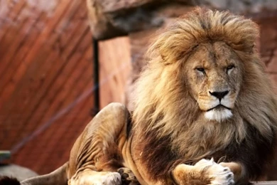 Lion Wallpapers Your Top HD Wallpapers