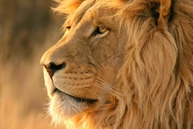 Wild Cat Tiger Lion Wallpapers Retina Hd Download 2Wallpapers ...