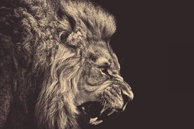 Lion HD Backgrounds Wallpapers 1969   HD Wallpapers Site