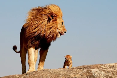 African Lion Hd Wallpapers