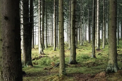 Woods 1920 X 1080 Wallpapers