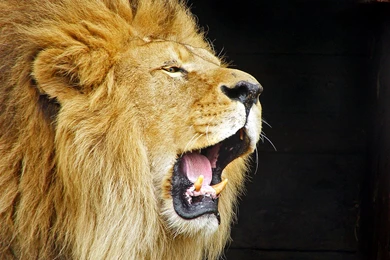 Lion Wallpaper Images