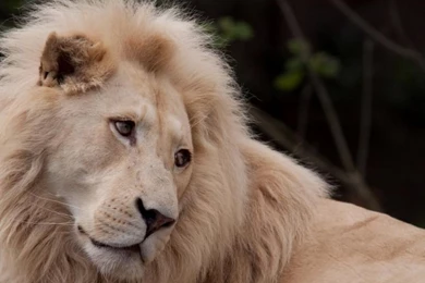 New Lion Wallpapers Widescreen