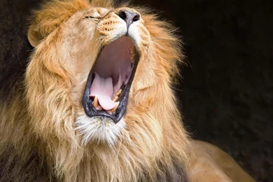 Download Lion Roar Wallpaper Images