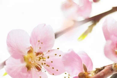 iPhone 4 Flower Wallpapers 07