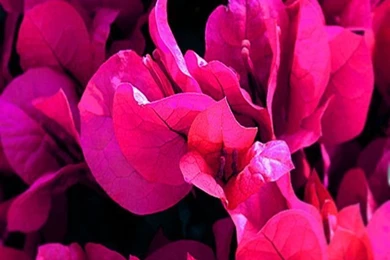 Purple Flower iPhone mobile phone wallpaper HD.jpg