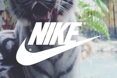 Кот найк. Котик в найках. Кот в Nike. Котенок найк. Котик с Найкем.