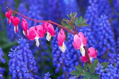 Hyacinth And Bleeding Heart Flowers HD Desktop Wallpapers ...