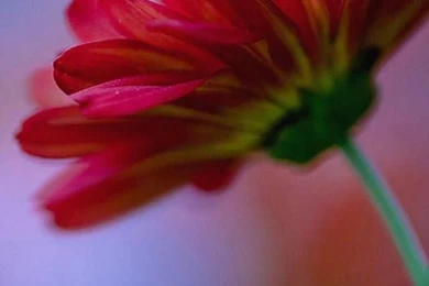 Pictures Flower Phone Wallpapers J23 . Wallpapers.review