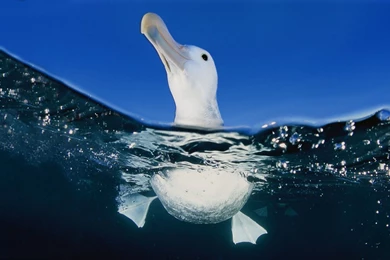 Seagull Desktop Wallpapers, Seagull Bird Pictures, New Wallpapers