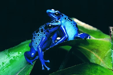 Desktop hd all animal wallpaper download.jpg