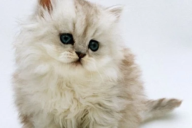 Hd Cute White Cat Iphone Wallpaper Backgrounds   PowerballForLife