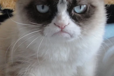 Grumpy Cat Iphone 5 Wallpapers 640x1136   PowerballForLife