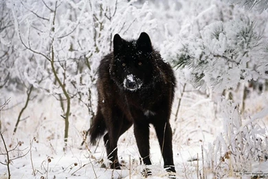 Lovely Animal Wallpapers <3   RenneRocksclub Wallpapers (21659675 ...