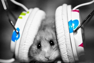 Music Fan Hamster Wallpapers Free Desktop Backgrounds And Wallpapers