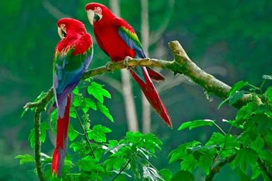 Macaw Ultra HD Wallpapers