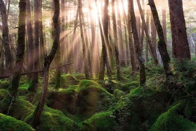 Pine Forest Sunrise Ultra HD Wallpapers Free Desktop Backgrounds ...