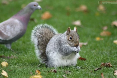 Squirrel Eating A Nut 1024x600 Wallpapers For Netbooks