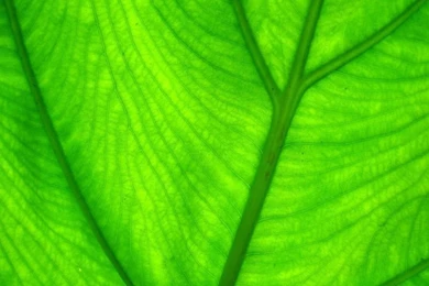 Desktop, Green, Wallpapers