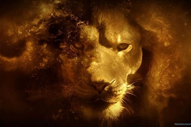 Truly Beautiful Lion Wallpapers