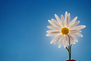 Daisy Wallpapers   Flower Wallpapers