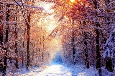Sneeuw Winter Forest 1280x1024 Wallpapers, 1280x1024 Wallpapers ...