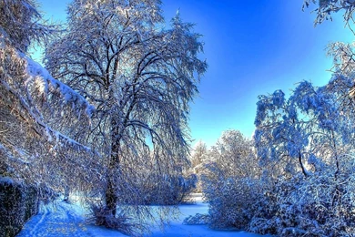 1280x1024 Winter Snow Branches Wallpapers