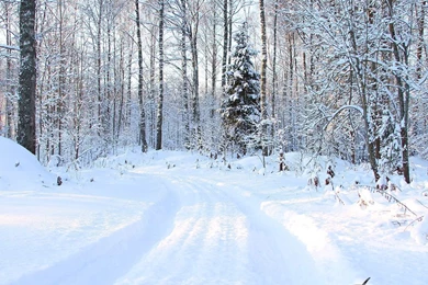 Winter Forest Wallpapers   657534