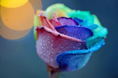 Nature Flowers Bokeh Still Life Petals Selective Color Drops Dew ...