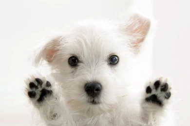Puppies Cute And Beautiful Hd Wallpapers 2560x1600PX Puppies ...
