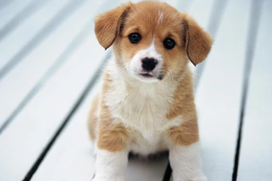 Animals Dogs Puppy Puppies Cute Dog Hd Wallpapers   (
