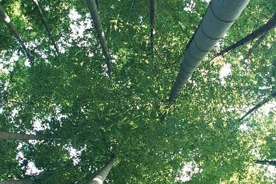 Green Forest Iphone 3gs Wallpapers Free 640x960 Hd Mobile Phones ...