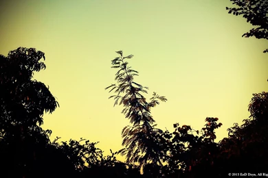 Lomography HD Wallpaper Backgrounds – Evening Trees Silhouette ...