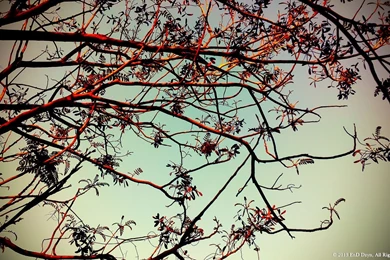 Lomography HD Wallpaper Backgrounds – Trees Silhouette