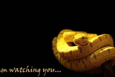 Yellow Python Snake With Black Backgrounds Wallpapers Free Yellow ...