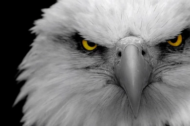 1366x768 Eagle Eyes Wallpapers