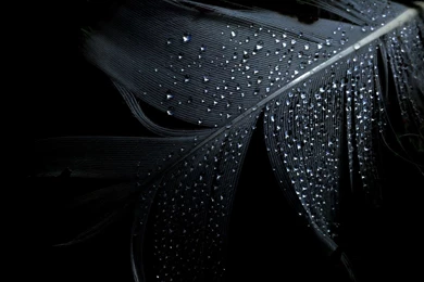Black And White Drop Water Wallpapers HD 1920x1200
