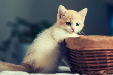 Cute Kitten Wallpapers For Android Mobile Hd One Punch Man